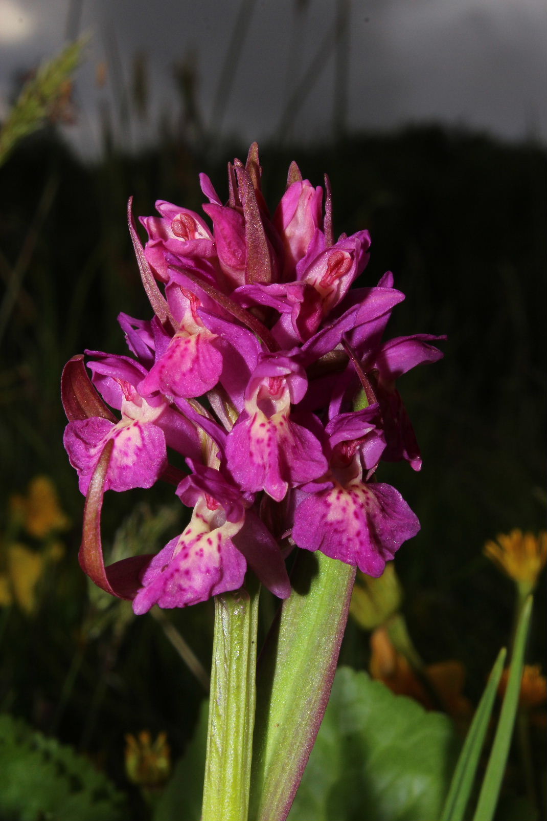 Ibrido Dactylorhiza incarnata x D. sambucina